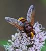 Volucella zonaria